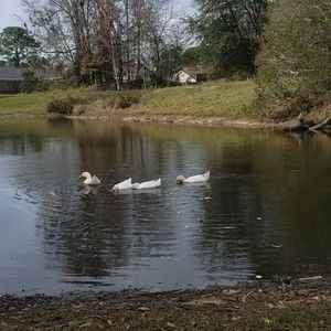 Meet your Posher, Denise